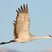 Sandhill Crane